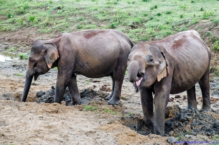 Sri Lanka