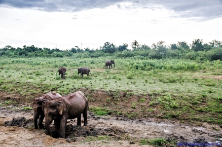 Sri Lanka