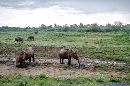 Sri Lanka