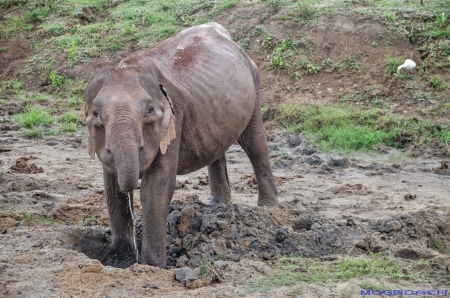 Sri Lanka