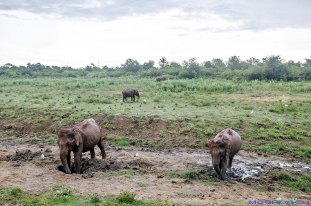 Sri Lanka