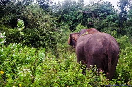 Sri Lanka