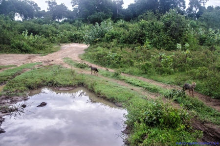 Sri Lanka