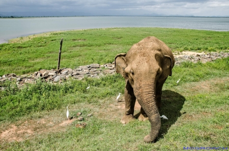 Sri Lanka