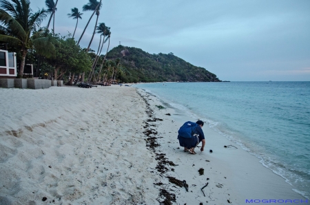 Thailand, Koh Phangan